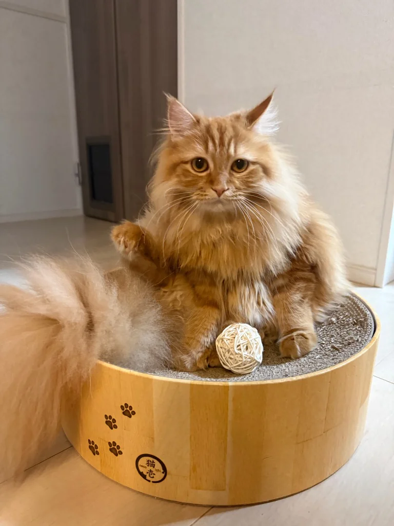 バリバリボウルの中で香箱座りする琥珀(猫壱ロゴと肉球プリントが見える)