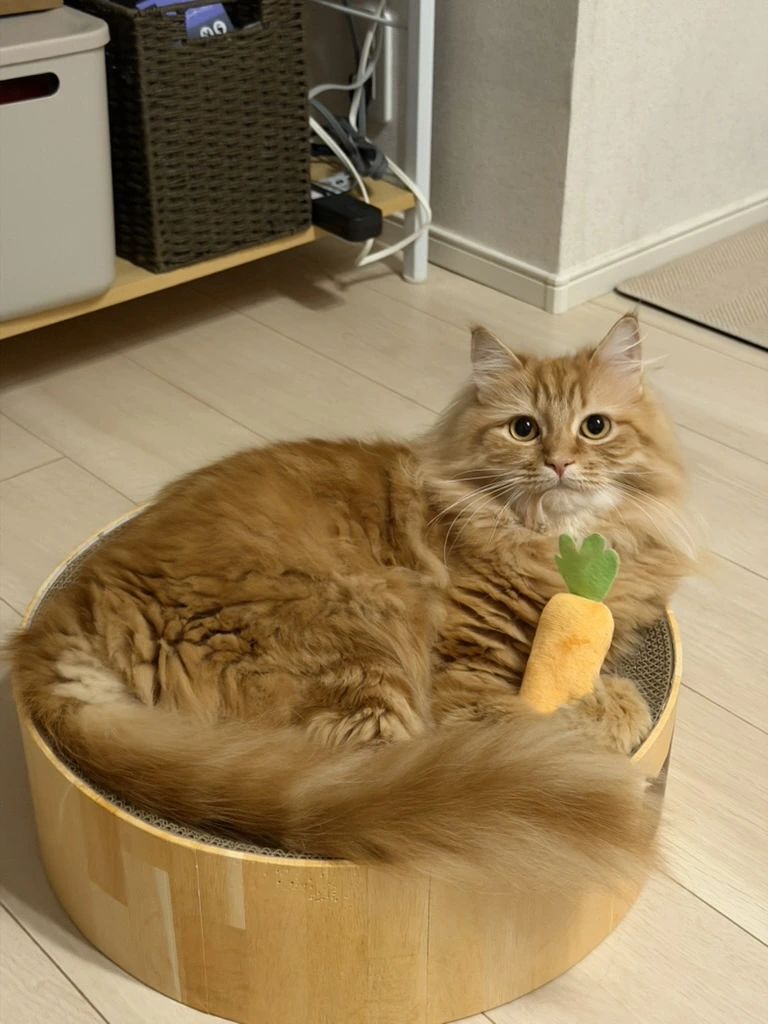 猫壱バリバリボウルの中でくつろぐサイベリアンの琥珀