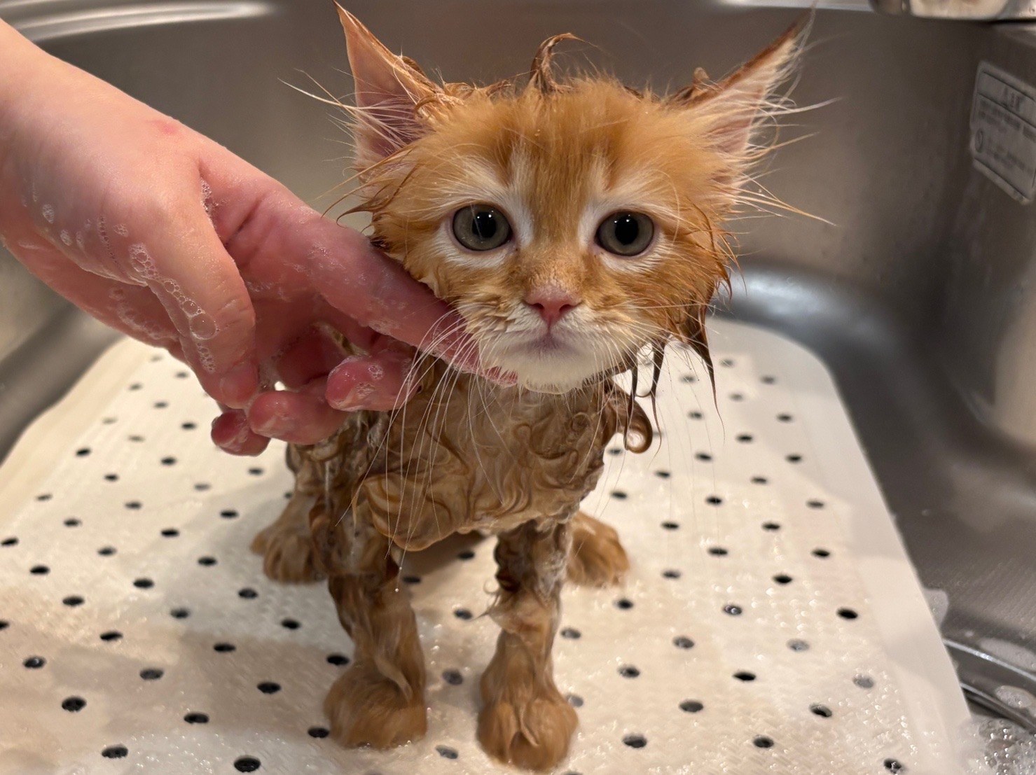 ブリーダーさんの家で、姉妹と一緒に