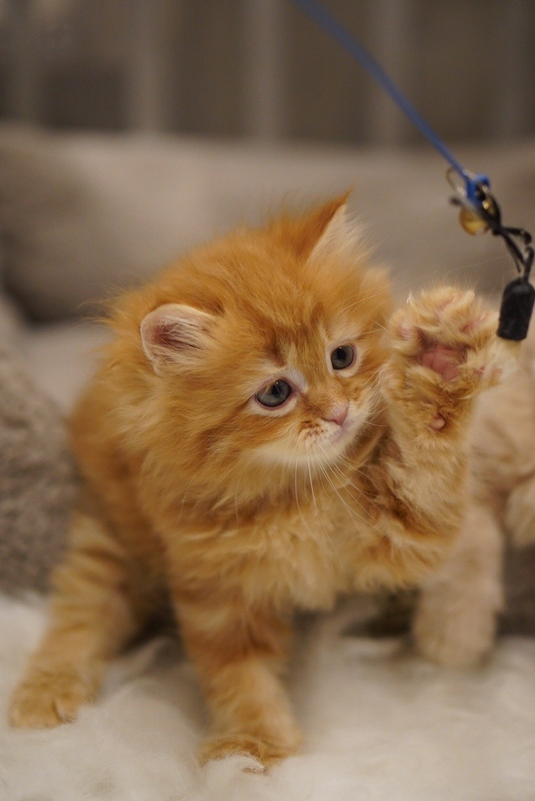 ブリーダーさんの家での琥珀