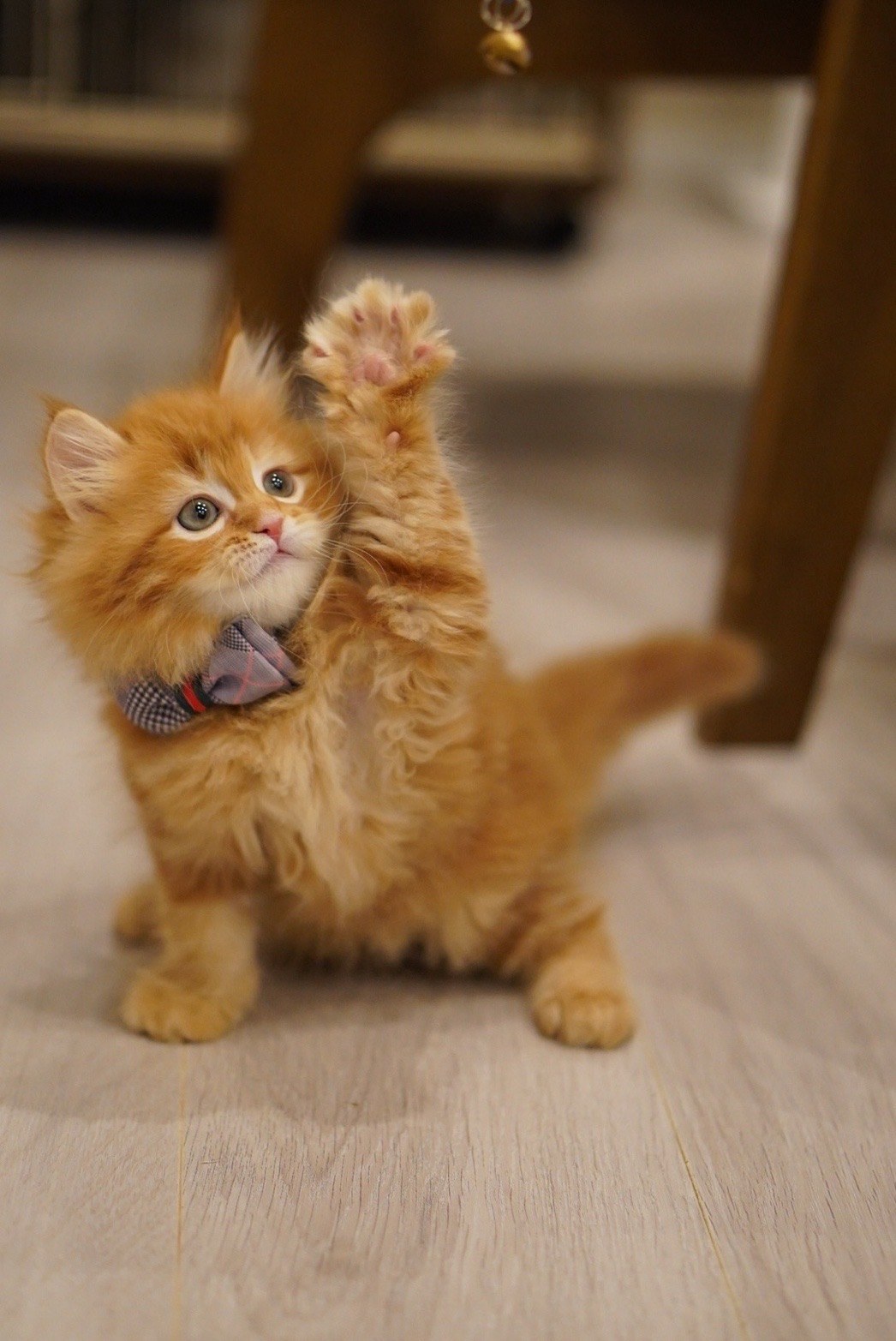 ブリーダーさんの家での一コマ