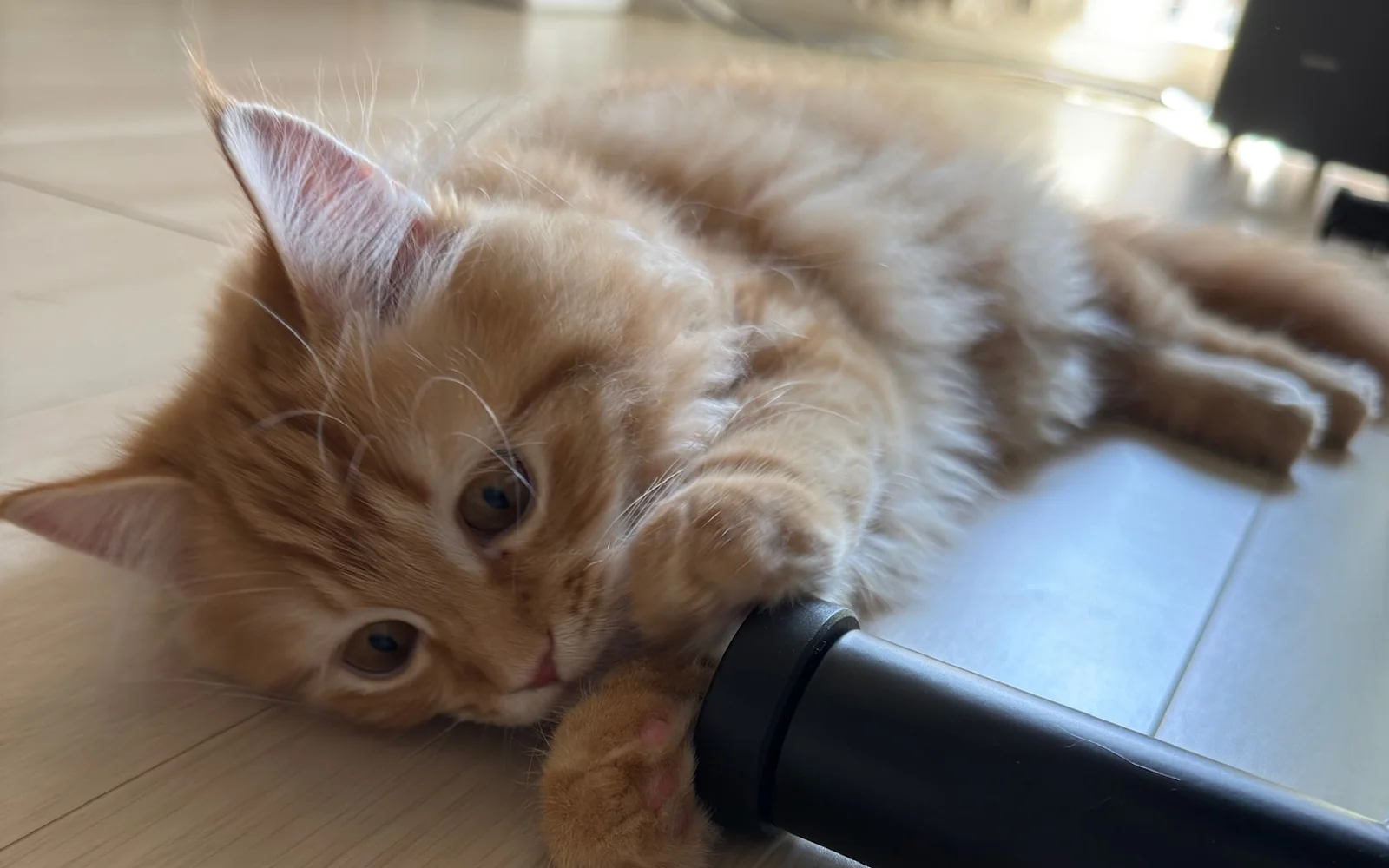 掃除機にじゃれる子猫時代のサイベリアン琥珀