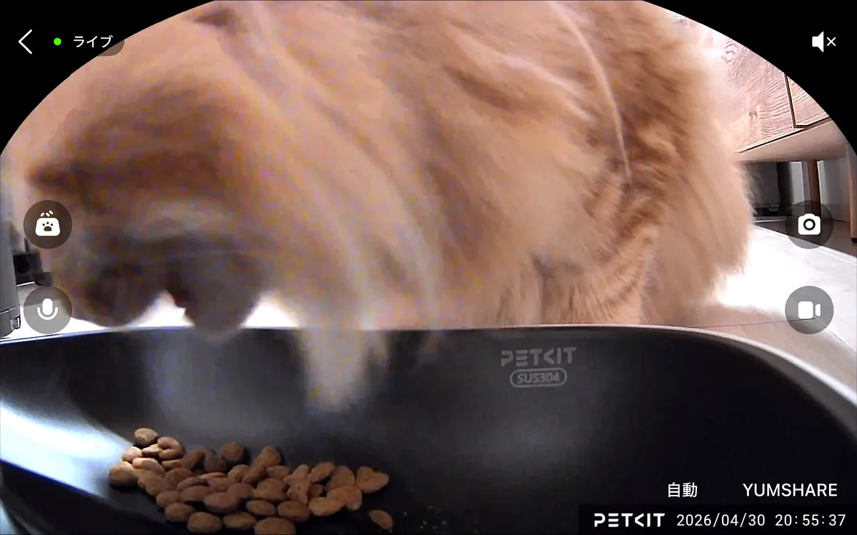 PETKITカメラのライブ映像、給餌器でごはんを食べる琥珀