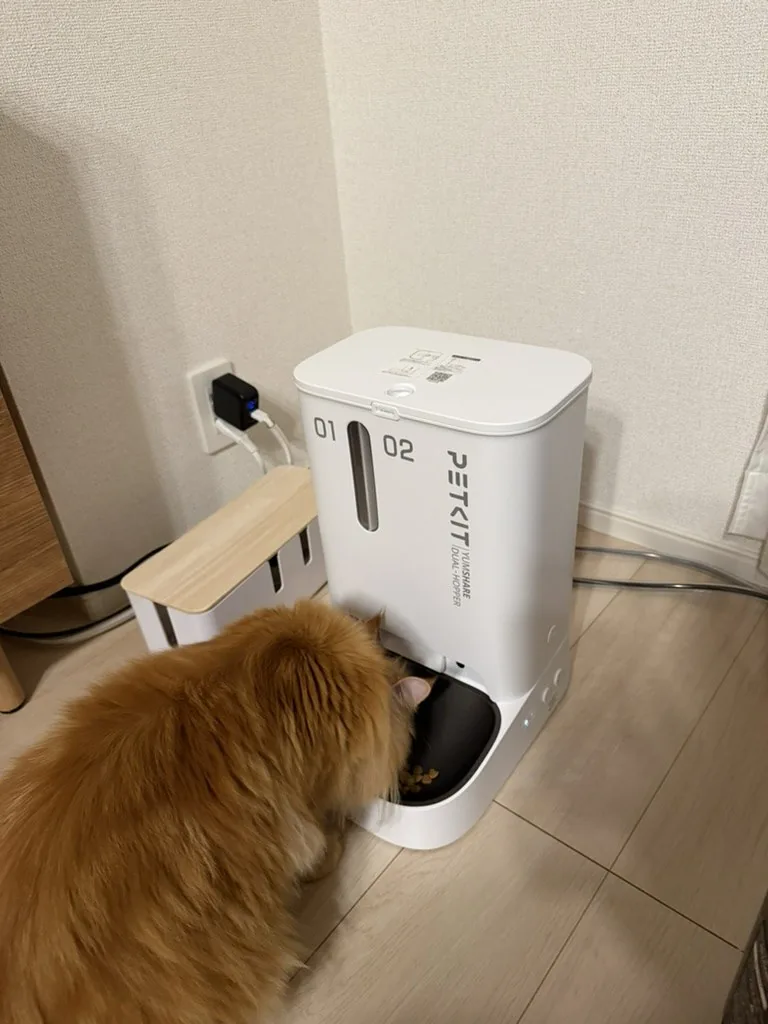 ごはんを待つ琥珀