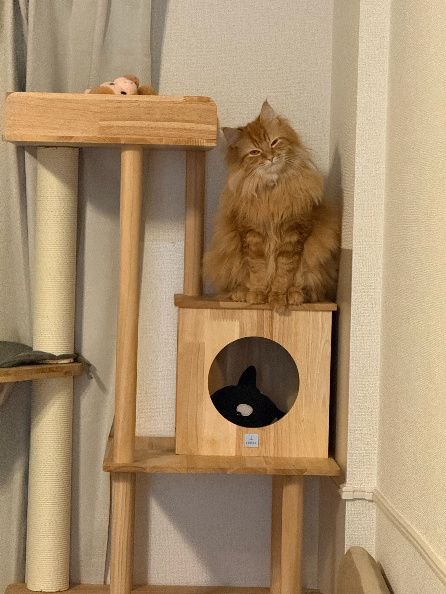 琥珀 — キャットタワーの上から