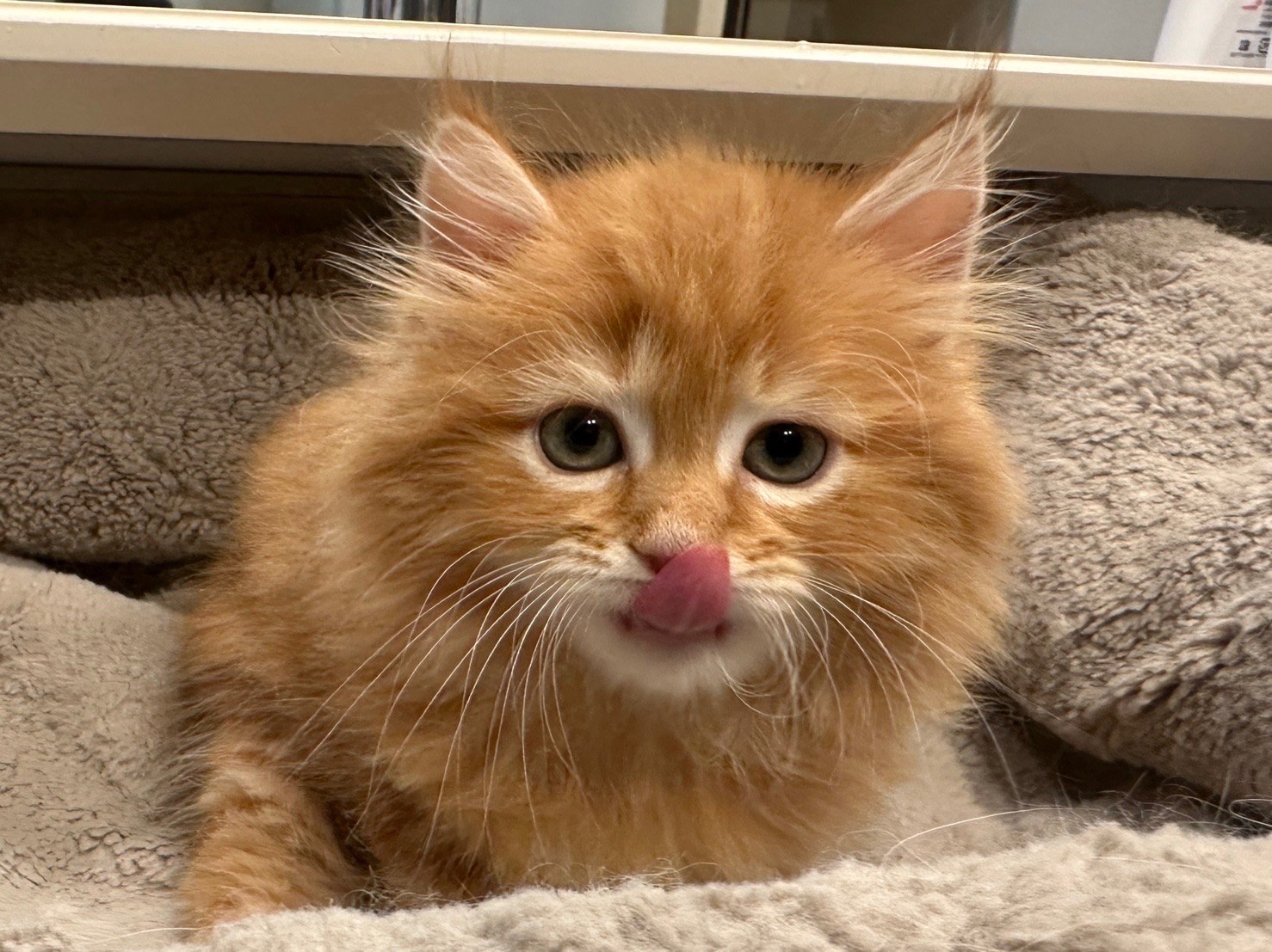 琥珀 — ベロを出した子猫時代