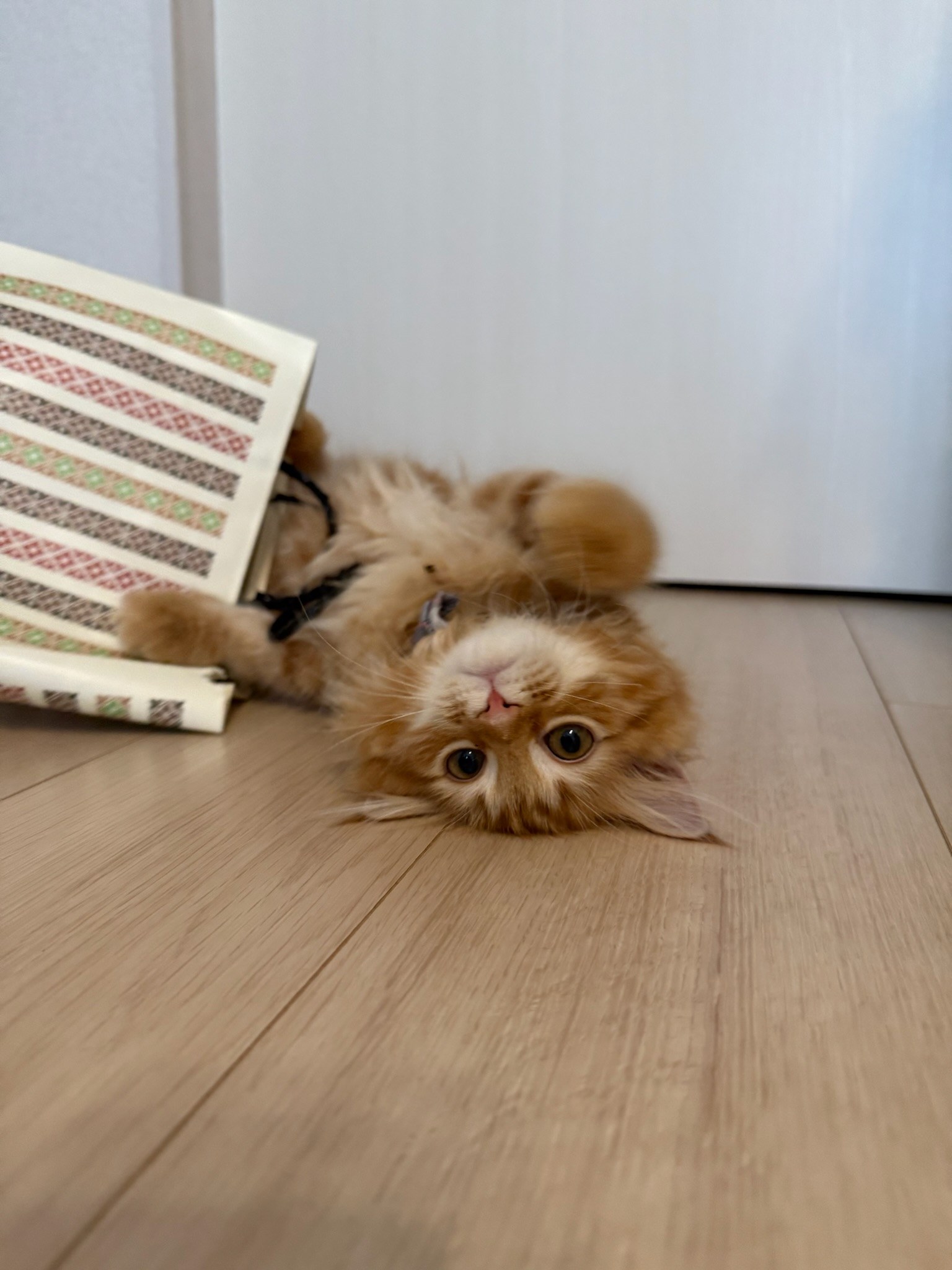 琥珀 — ごろんと仰向けの子猫