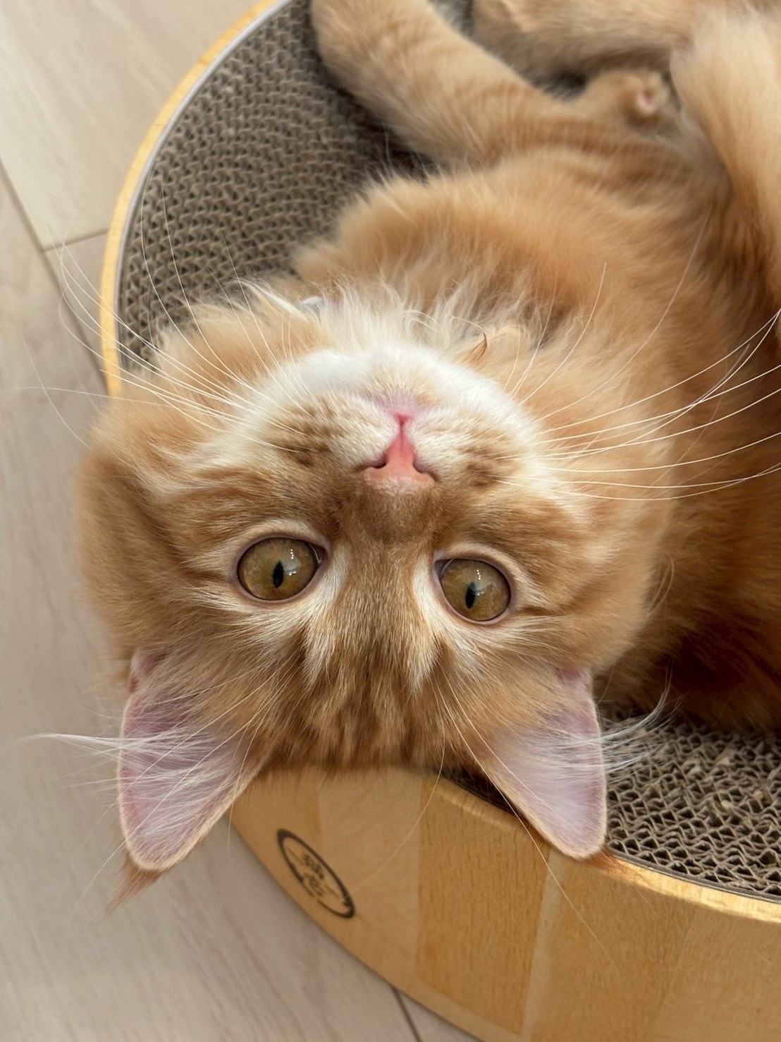 琥珀 — スクラッチャーで大きな目を向ける