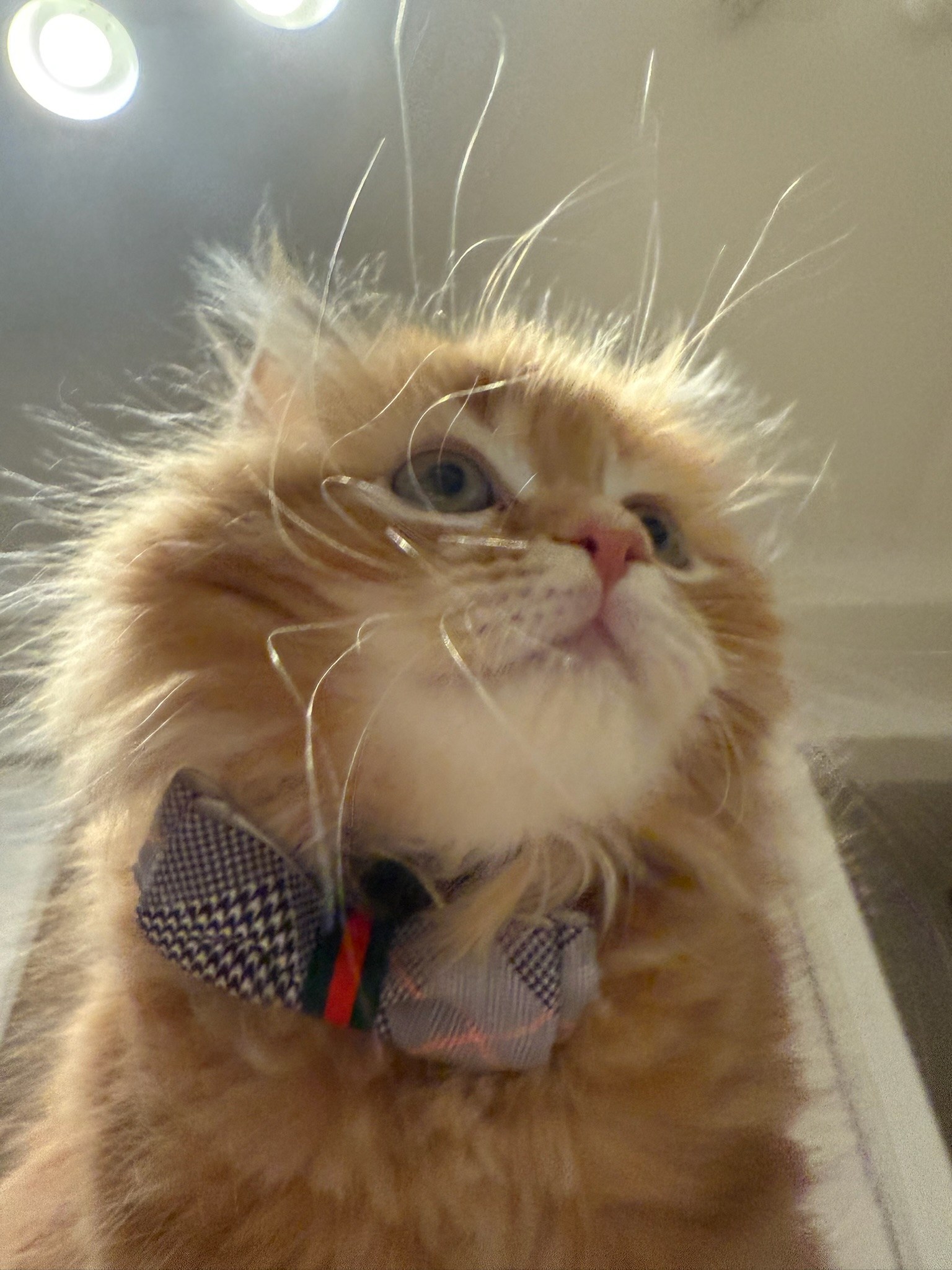 琥珀 — 蝶ネクタイで上を見上げる子猫