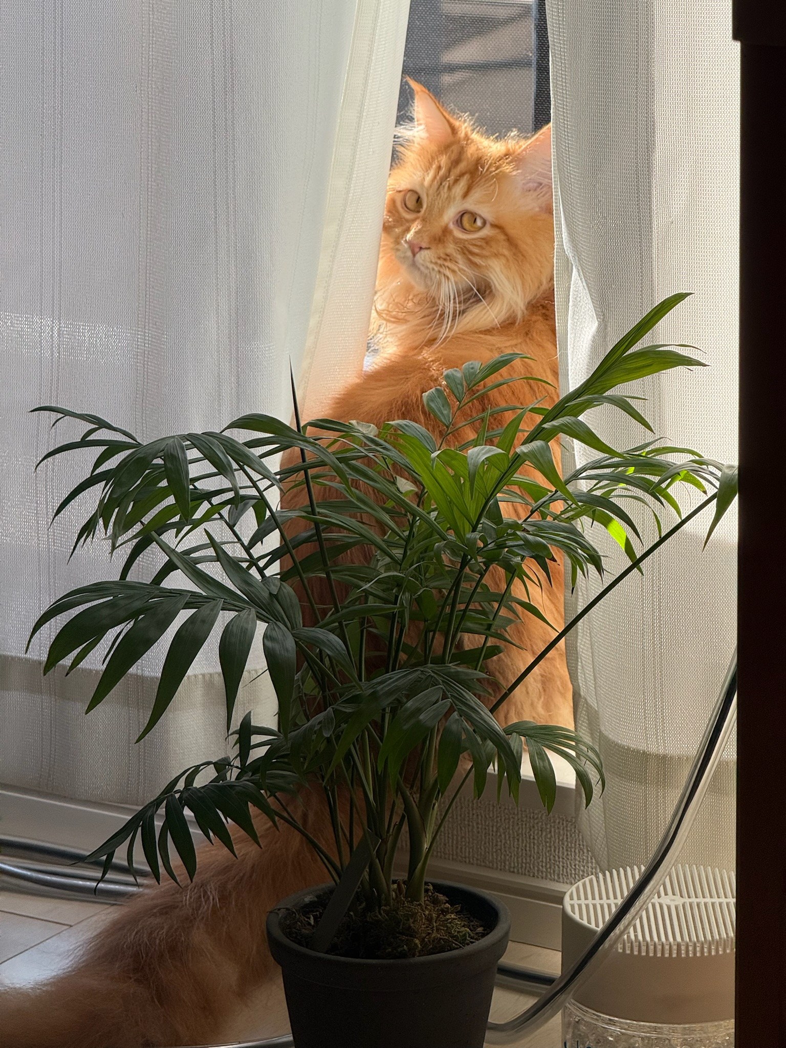 琥珀 — カーテンの隙間から外を眺める