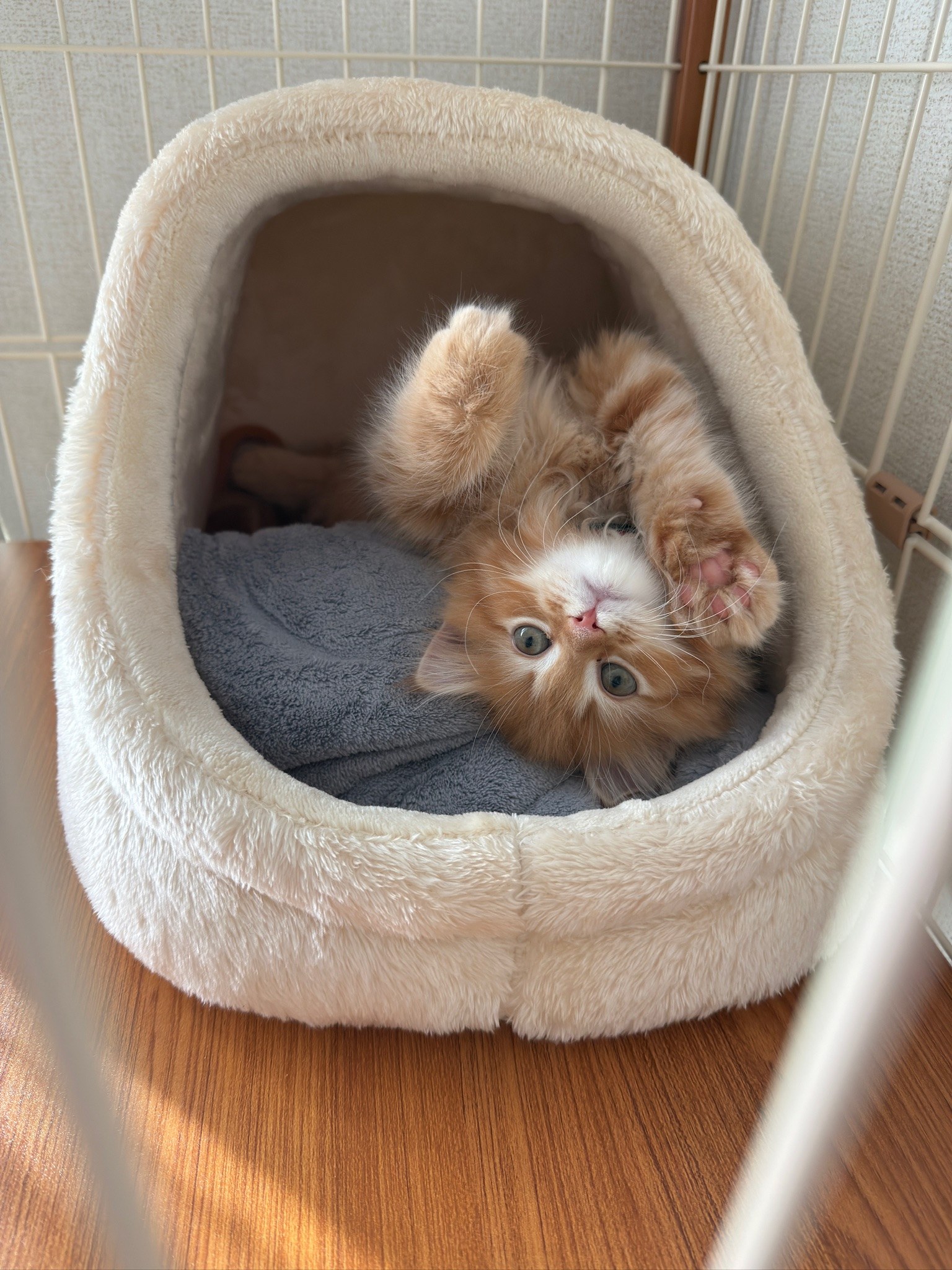 琥珀 — まるいベッドでごろん