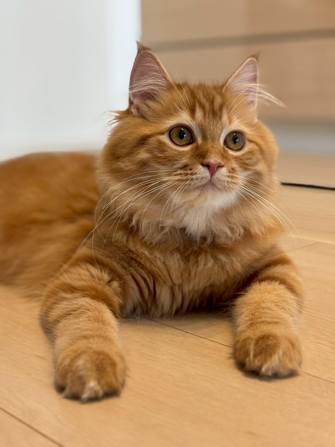 琥珀 — フローリングで優雅に伏せる