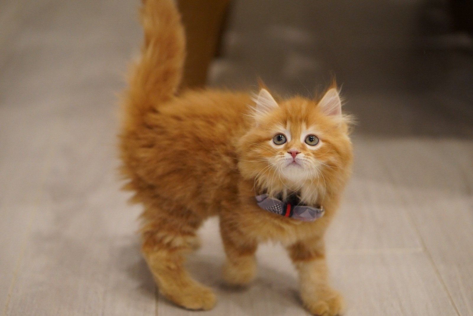 ブリーダーさんの家で